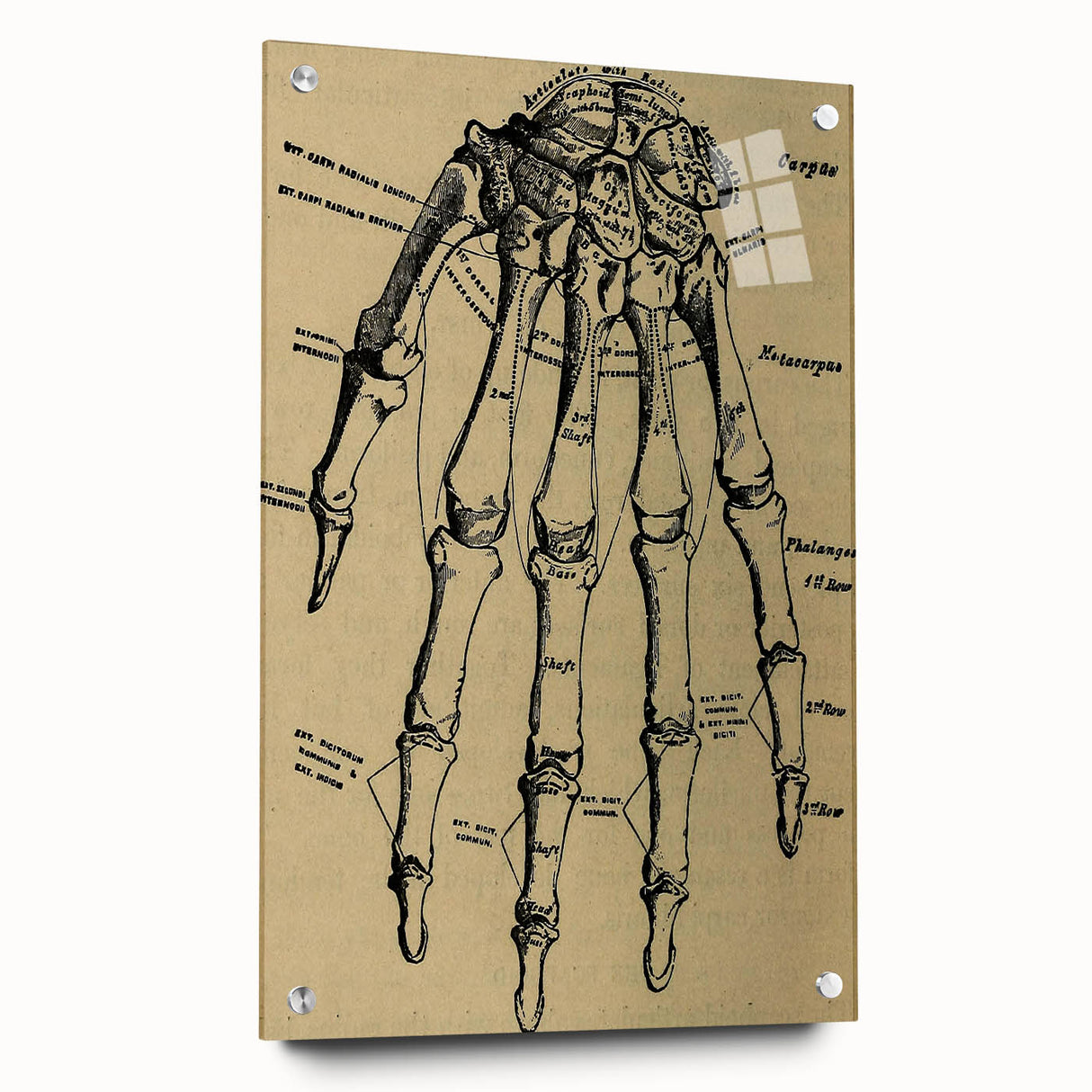 Grunge Wall Art - Vintage Anatomical Hand Illustration - Grunge Aesthetic Art