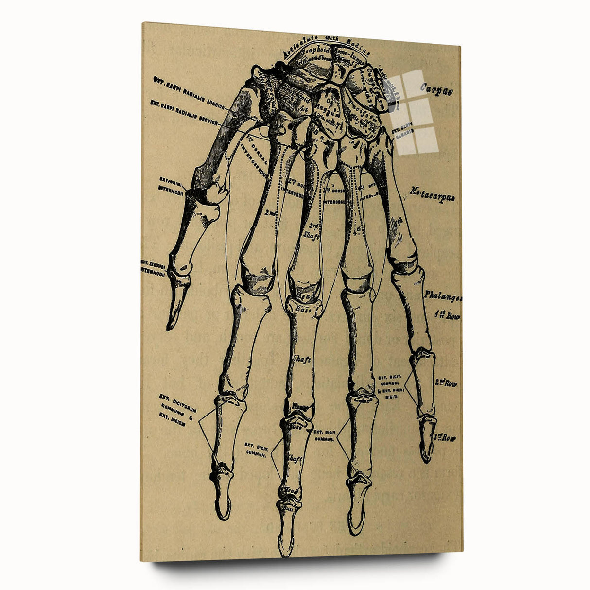 Grunge Wall Art - Vintage Anatomical Hand Illustration - Grunge Aesthetic Art