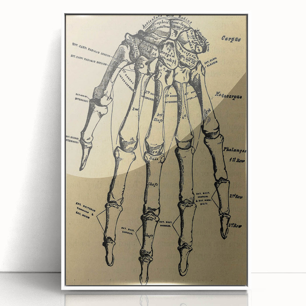 Grunge Wall Art - Vintage Anatomical Hand Illustration - Grunge Aesthetic Art