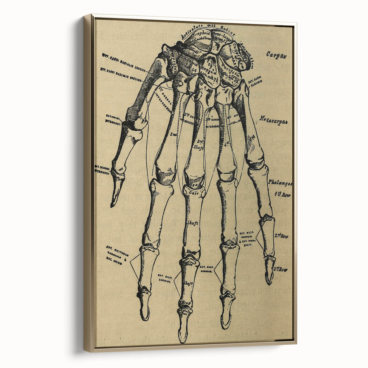 Grunge Wall Art - Vintage Anatomical Hand Illustration - Grunge Aesthetic Art