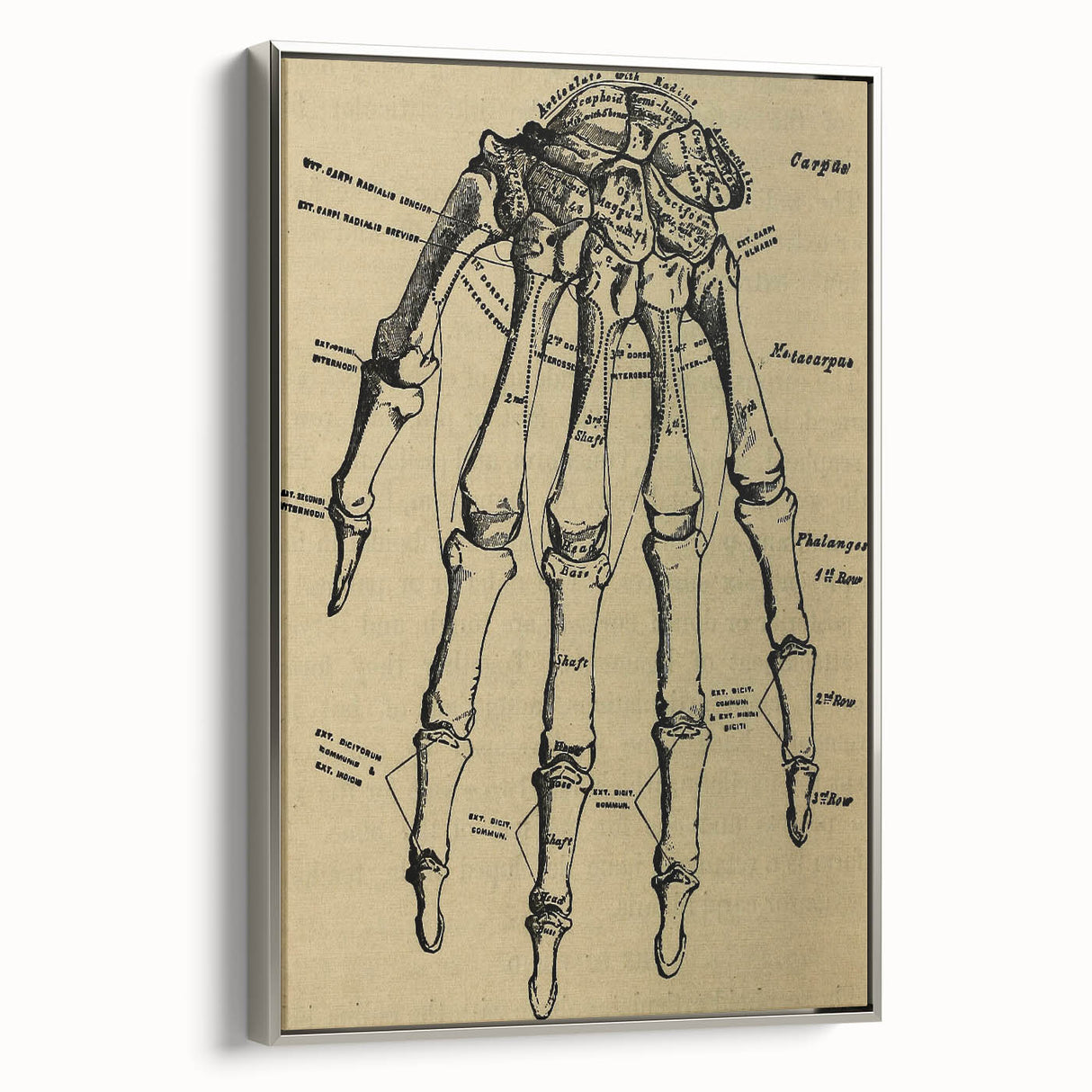Grunge Wall Art - Vintage Anatomical Hand Illustration - Grunge Aesthetic Art