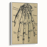 Grunge Wall Art - Vintage Anatomical Hand Illustration - Grunge Aesthetic Art