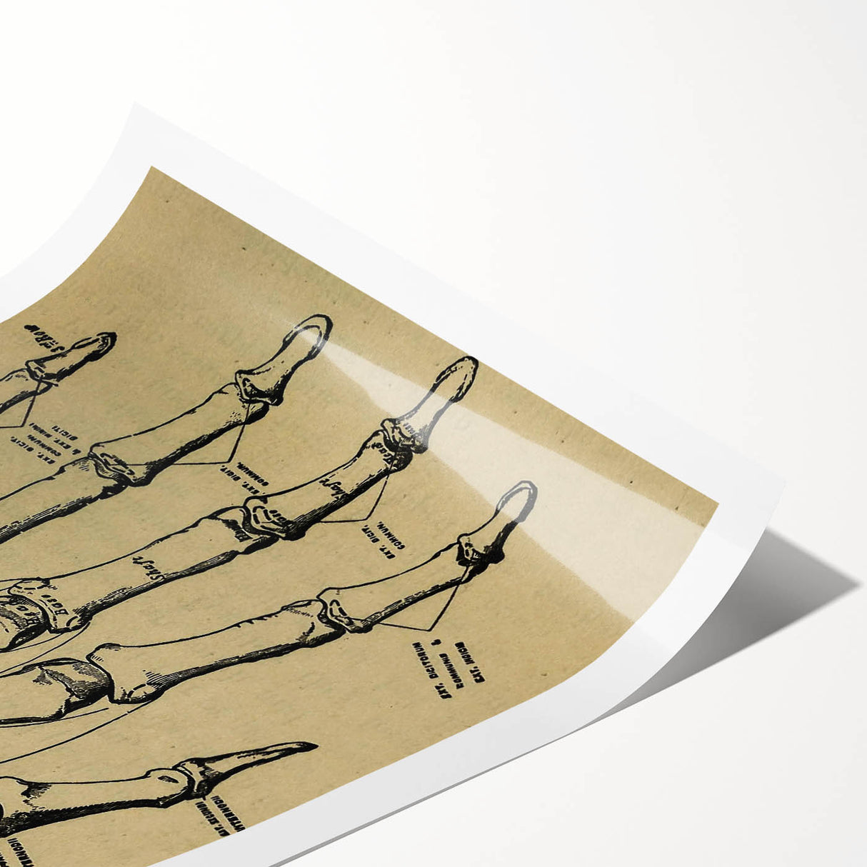 Grunge Wall Art - Vintage Anatomical Hand Illustration - Grunge Aesthetic Art