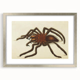 Grunge Spider Illustration - Vintage Grunge Aesthetic Canvas Print