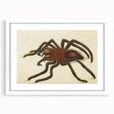 Grunge Spider Illustration - Vintage Grunge Aesthetic Canvas Print