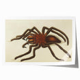 Grunge Spider Illustration - Vintage Grunge Aesthetic Canvas Print
