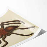 Grunge Spider Illustration - Vintage Grunge Aesthetic Canvas Print