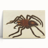 Grunge Spider Illustration - Vintage Grunge Aesthetic Canvas Print