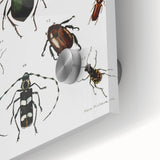 Vintage Beetle Illustration - Grunge Insect Art - Abstract Canvas Print