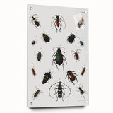 Vintage Beetle Illustration - Grunge Insect Art - Abstract Canvas Print