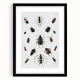 Vintage Beetle Illustration - Grunge Insect Art - Abstract Canvas Print