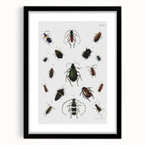 Vintage Beetle Illustration - Grunge Insect Art - Abstract Canvas Print