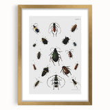 Vintage Beetle Illustration - Grunge Insect Art - Abstract Canvas Print