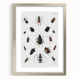 Vintage Beetle Illustration - Grunge Insect Art - Abstract Canvas Print