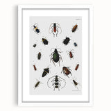 Vintage Beetle Illustration - Grunge Insect Art - Abstract Canvas Print