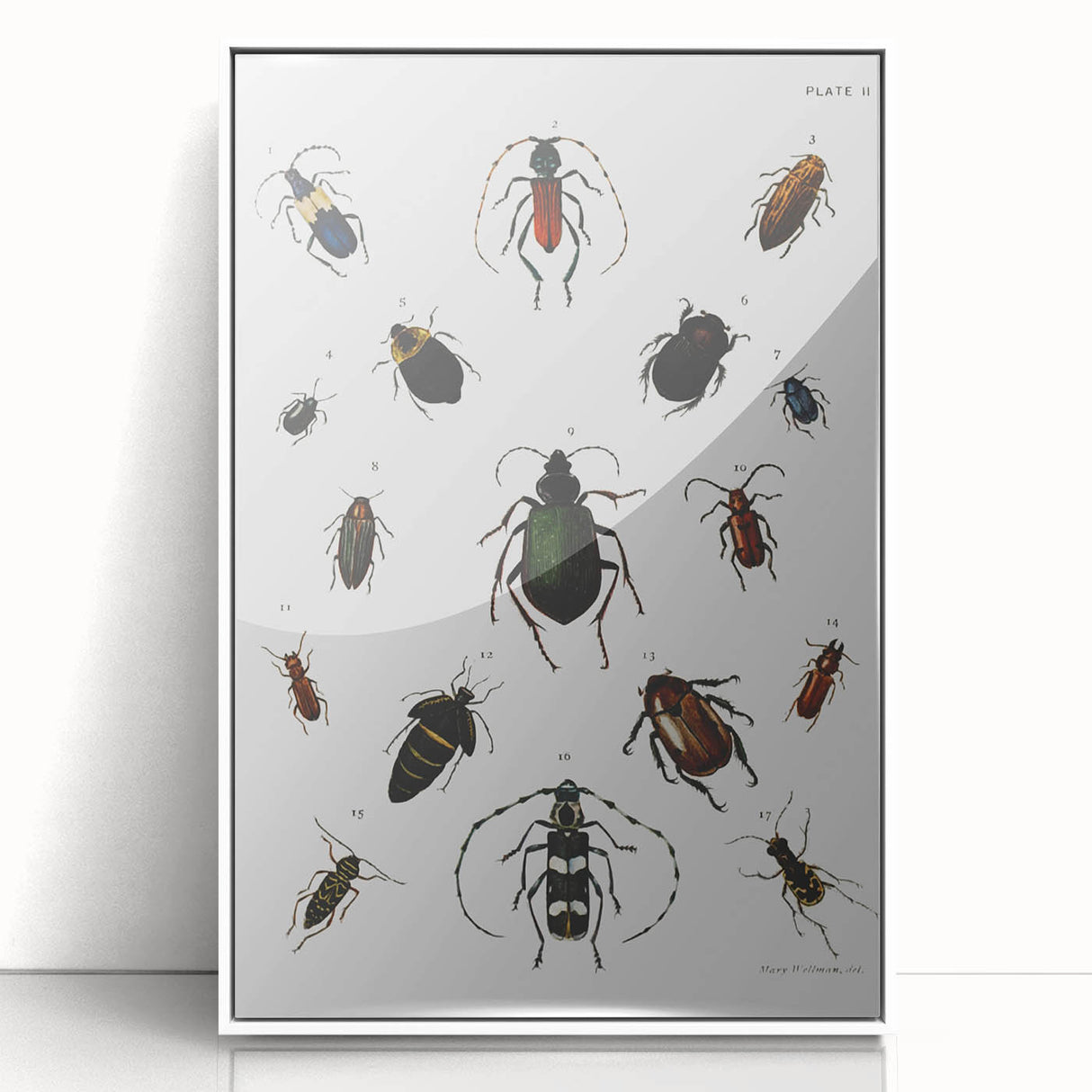Vintage Beetle Illustration - Grunge Insect Art - Abstract Canvas Print