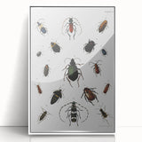 Vintage Beetle Illustration - Grunge Insect Art - Abstract Canvas Print