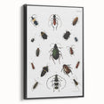 Vintage Beetle Illustration - Grunge Insect Art - Abstract Canvas Print