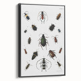 Vintage Beetle Illustration - Grunge Insect Art - Abstract Canvas Print