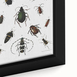 Vintage Beetle Illustration - Grunge Insect Art - Abstract Canvas Print