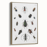 Vintage Beetle Illustration - Grunge Insect Art - Abstract Canvas Print