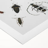 Vintage Beetle Illustration - Grunge Insect Art - Abstract Canvas Print