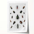 Vintage Beetle Illustration - Grunge Insect Art - Abstract Canvas Print
