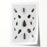 Vintage Beetle Illustration - Grunge Insect Art - Abstract Canvas Print