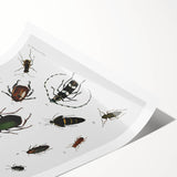 Vintage Beetle Illustration - Grunge Insect Art - Abstract Canvas Print