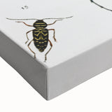 Vintage Beetle Illustration - Grunge Insect Art - Abstract Canvas Print