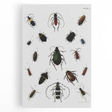Vintage Beetle Illustration - Grunge Insect Art - Abstract Canvas Print