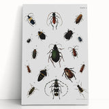 Vintage Beetle Illustration - Grunge Insect Art - Abstract Canvas Print