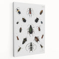 Vintage Beetle Illustration - Grunge Insect Art - Abstract Canvas Print