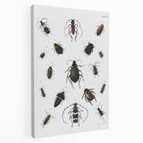 Vintage Beetle Illustration - Grunge Insect Art - Abstract Canvas Print