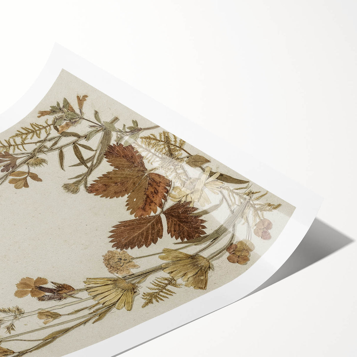 Pressed Botanical Grunge Wall Art - Vintage Floral Grunge Canvas Print