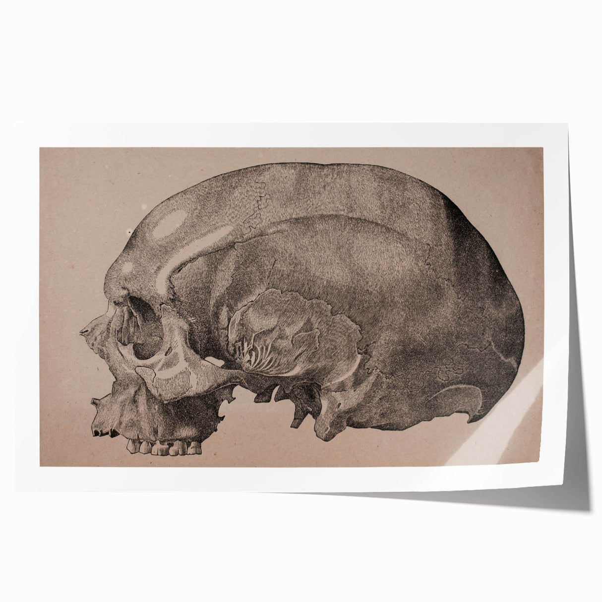 Grunge Skull Wall Art | Urban Grunge Aesthetic Art | Vintage Skull Print