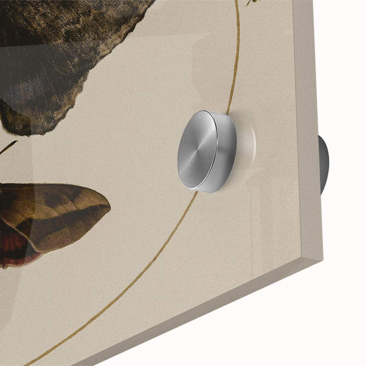 Grunge Wall Art: Moth Illustration | Vintage Grunge Canvas Print