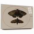 Grunge Wall Art: Moth Illustration | Vintage Grunge Canvas Print