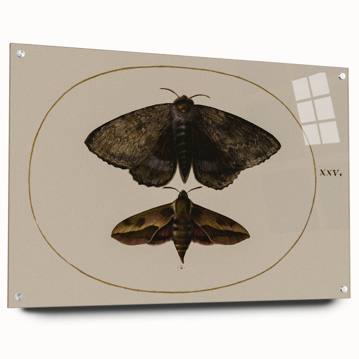 Grunge Wall Art: Moth Illustration | Vintage Grunge Canvas Print