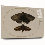 Grunge Wall Art: Moth Illustration | Vintage Grunge Canvas Print