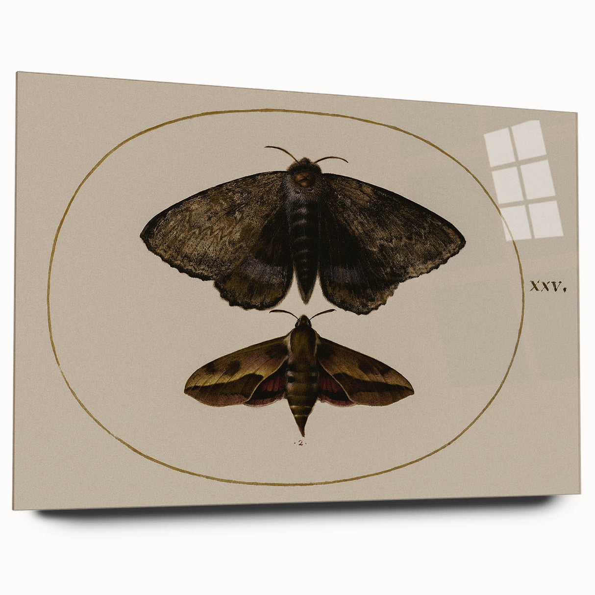 Grunge Wall Art: Moth Illustration | Vintage Grunge Canvas Print