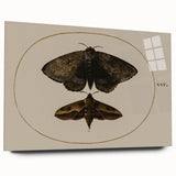 Grunge Wall Art: Moth Illustration | Vintage Grunge Canvas Print