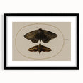 Grunge Wall Art: Moth Illustration | Vintage Grunge Canvas Print