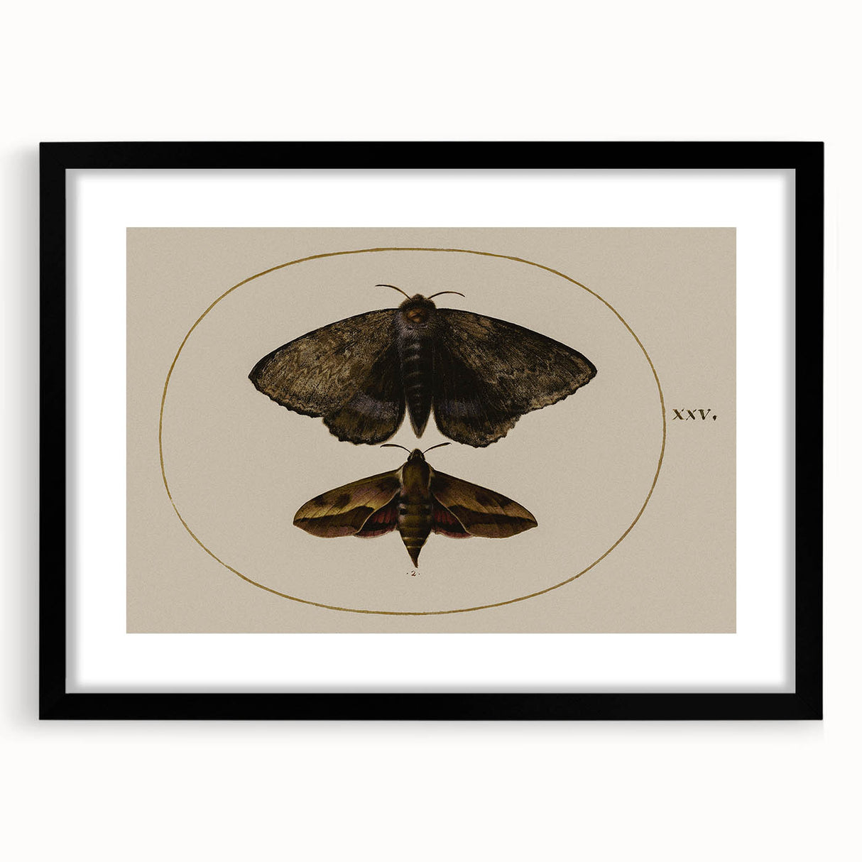 Grunge Wall Art: Moth Illustration | Vintage Grunge Canvas Print