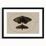 Grunge Wall Art: Moth Illustration | Vintage Grunge Canvas Print