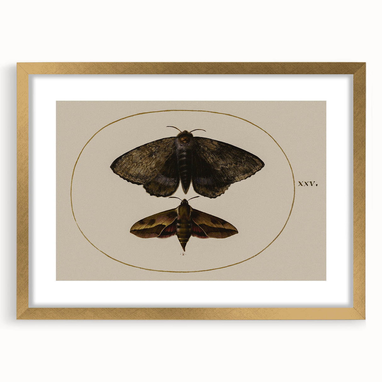 Grunge Wall Art: Moth Illustration | Vintage Grunge Canvas Print