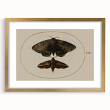 Grunge Wall Art: Moth Illustration | Vintage Grunge Canvas Print