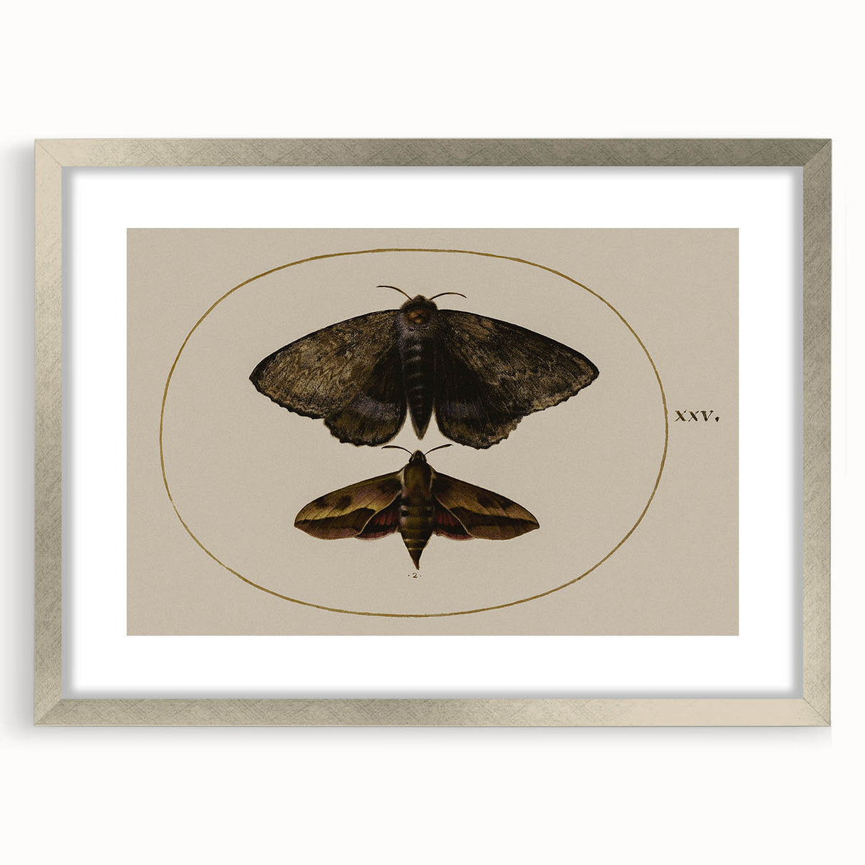 Grunge Wall Art: Moth Illustration | Vintage Grunge Canvas Print