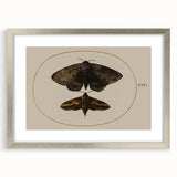 Grunge Wall Art: Moth Illustration | Vintage Grunge Canvas Print