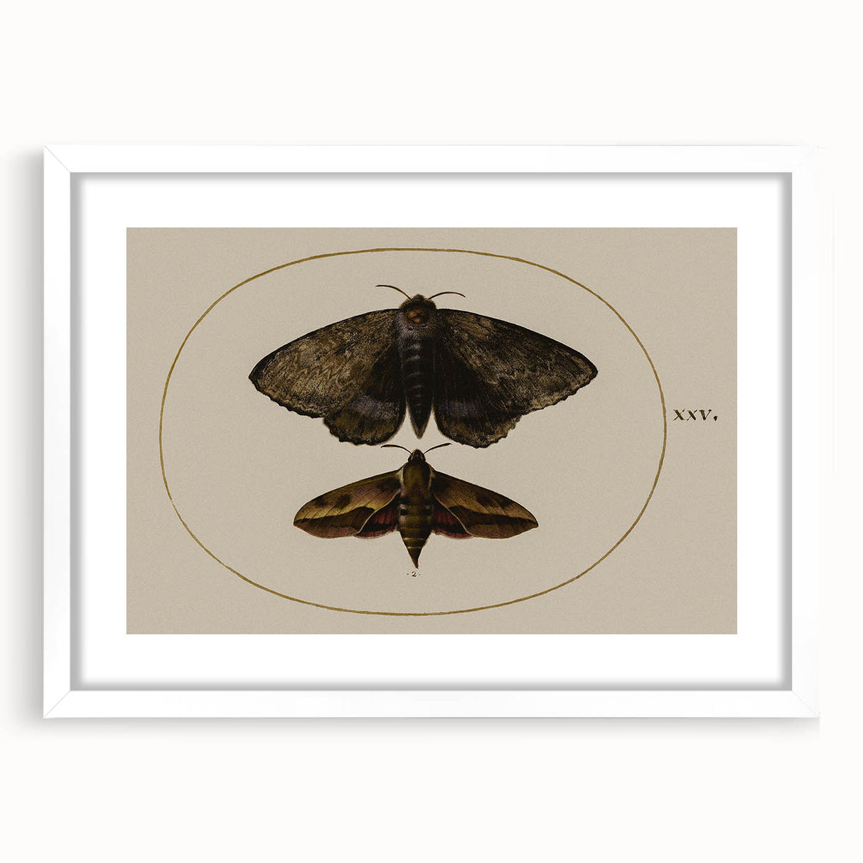 Grunge Wall Art: Moth Illustration | Vintage Grunge Canvas Print